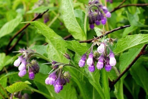 Целебная мазь при межпозвонковой грыже | Всё о здоровье | Фотострана ...