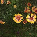  , --, 44  -  19  2017    