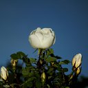 ���� ������, ������, 49 ��� - ��������� 6 ���� 2017 � ������ ������� Nikon�