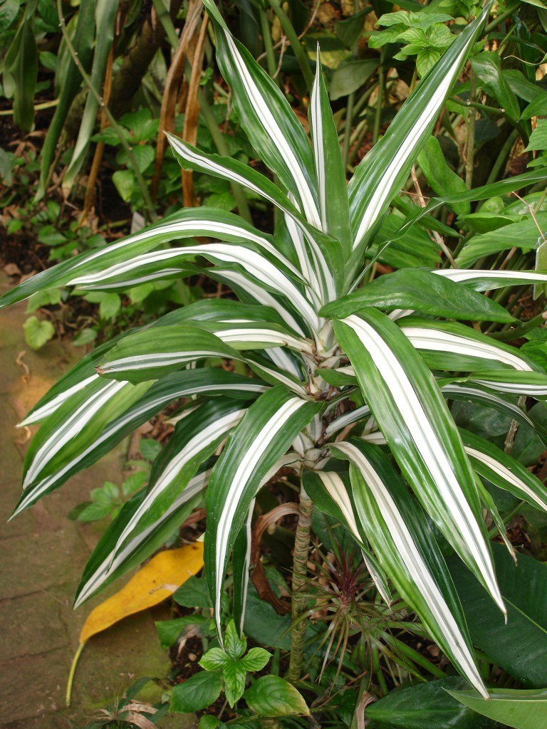 .  (Dracaena deremensis).   ,  2  ...