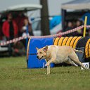  Aleks, , 54  -  22  2017   Agility