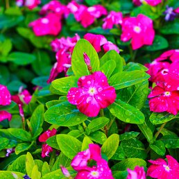 ��������, ������