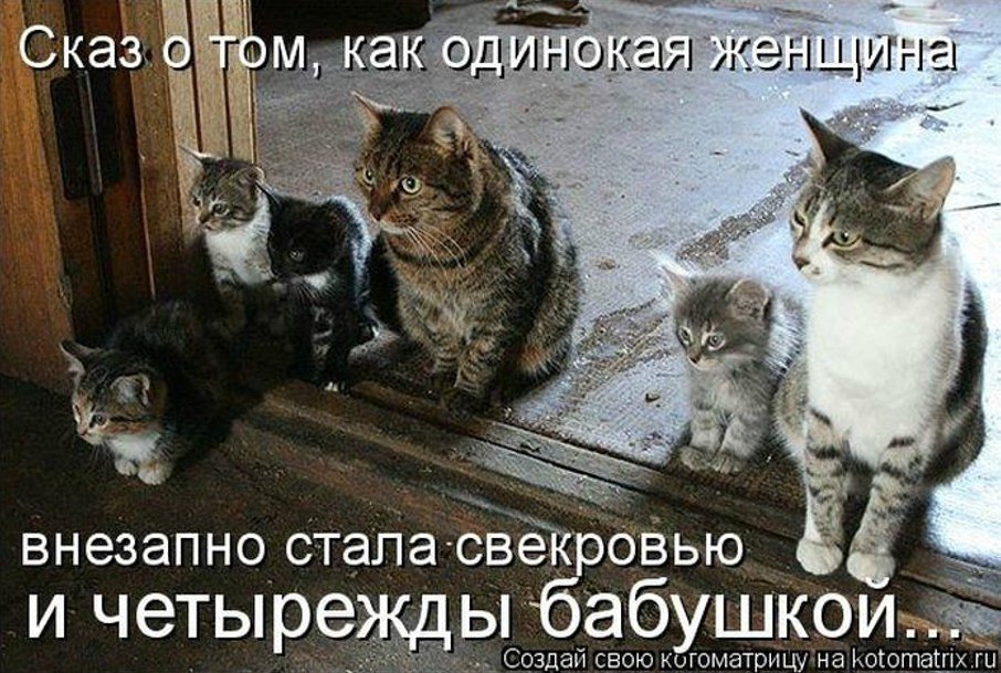 Котенок пришел в дом. Смешные коты с надписями. Жизнь кошек. Семья кошек. Смешные истории про котов.
