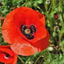  , , 60  -  30  2017   ,,, 2017