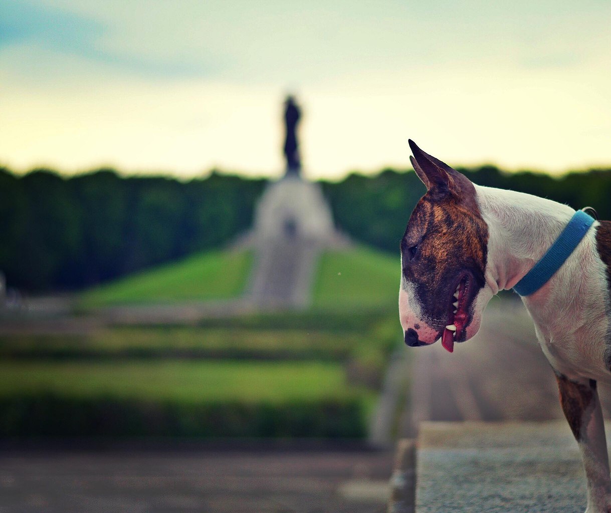 С добрым утром, Буле-Городок