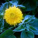 ���� &hearts; Svetlana &hearts;, ����������� - ��������� 10 ��� 2017 � ������ ����� ����.�