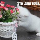 ���� ������, ������ - ��������� 8 ��� 2017 � ������ ������ ��������