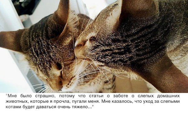 Никто не хотел забирать этих трёх слепых кошек, пока одна женщина не решила взять их к себе ... - 6