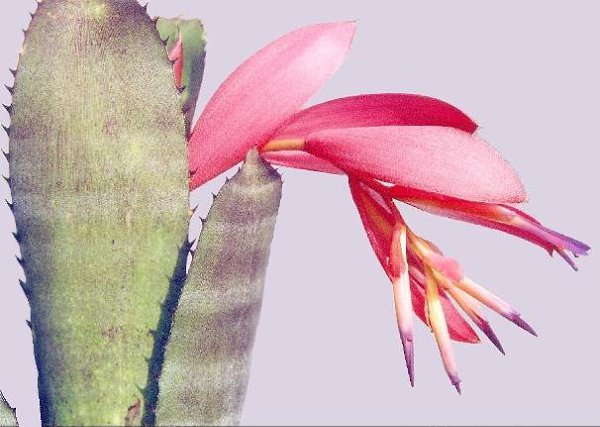 БИЛЬБЕРГИЯ.Бильбергия ленточная (Billbergia vittata) Отличается листьями, которые могут иметь ...