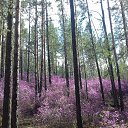 ���� ��������, ����-���, 40 ��� - ��������� 12 ��� 2017 � ������ ���� ����������