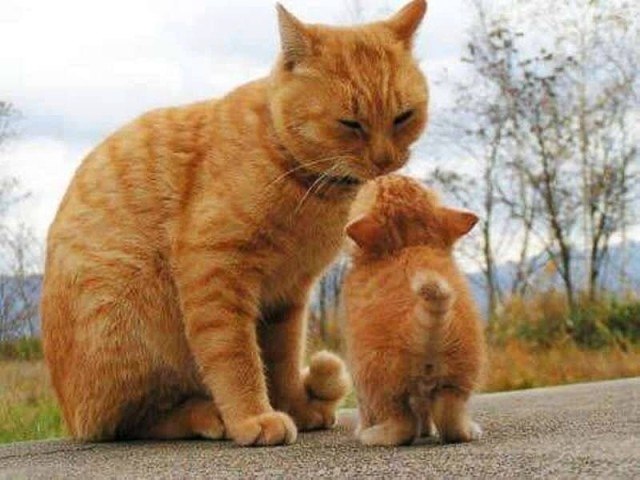 *. )))