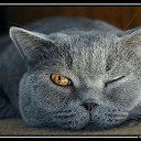 ���� �����, �����, 47 ��� - ��������� 7 ������ 2017 � ������ ���� ����������