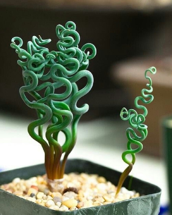 ))). (Trachyandra)   ?    ,   ...