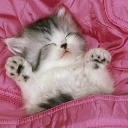 ������, ����������, 41 ���