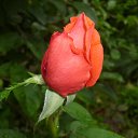 ���� ����, ��������, 80 ��� - ��������� 27 ������� 2017 � ������ ���� ����������