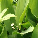 ���� �������, ������, 62 ���� - ��������� 12 ���� 2017 � ������ ���� ����������