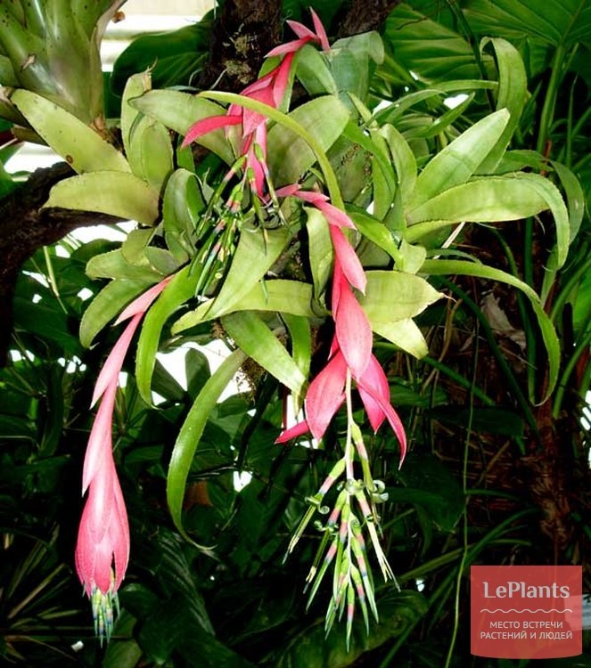 .  (Billbergia amoena)      ...