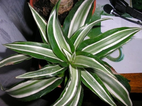 . ,    (Dracaena fragrans).    ...