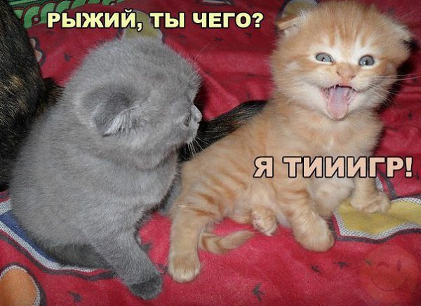    :D - 11  2017  21:34