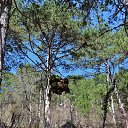  , , 60  -  11  2017     ,,01.04.17