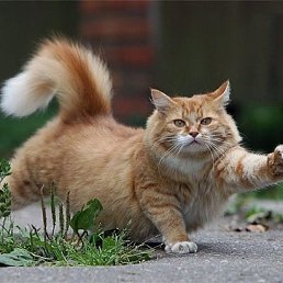 ������ ))), �����-���������