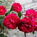 ������ ����� ��� ���� �����������?
������� ������, ������ ������� ��������,
���� - �������, ��� ������ - � �������,
�����, ����� ������� �� ����.

���������, � ��������� ��� ���������?
������� �������� � ���������?
������� �������� ������ ����?
���� ���������, ���� ����.

���� ������, � �������� ������,
��� �������� �� ���� � ���������.
����� ��� ����� ���� �� ����...
��� �� �� ������� �������� ���? �� ������� ���� ��������