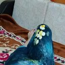 ���� ������, ��������� - ��������� 8 ���� 2017 � ������ ���� ����������