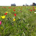 ���� �������, ������, 54 ���� - ��������� 20 ������ 2017 � ������ ���� ����������