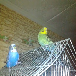 �����, ���������, 45 ���