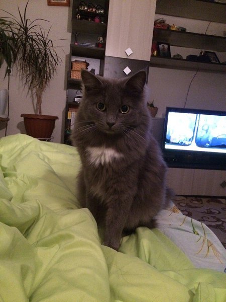 #Безкота_добро.Подобрали возле работы почти 2 года назад) кто то просто выбросил котёнка на улицу... - 2
