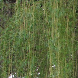 �, ����������, 96 ���