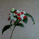 ���� ������, �������� - ��������� 8 ������ 2017 � ������ ���������� ������