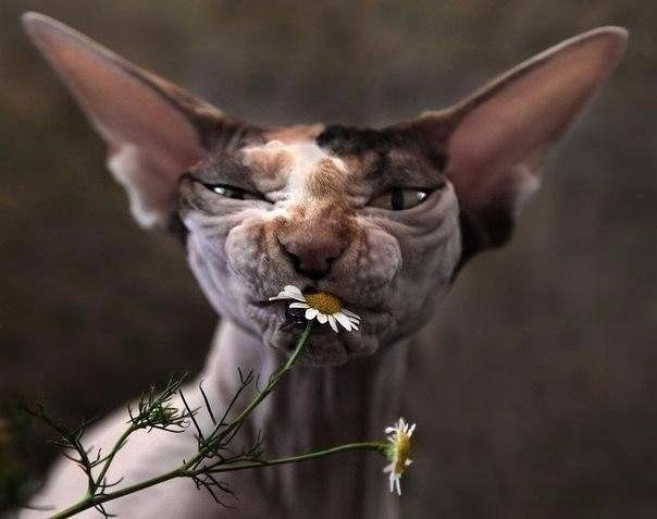 ,  ...     ,   ?)