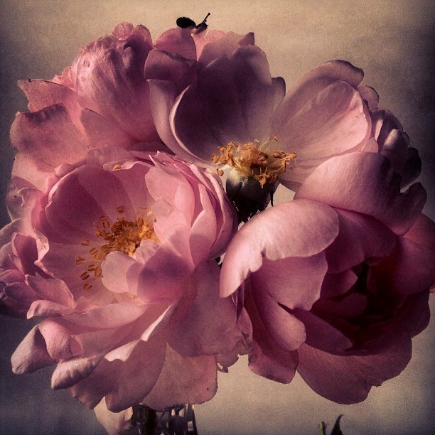 Nick Knight - 3