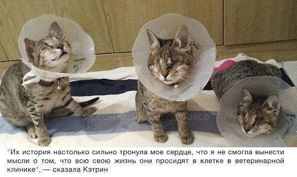 Никто не хотел забирать этих трёх слепых кошек, пока одна женщина не решила взять их к себе ... - 4