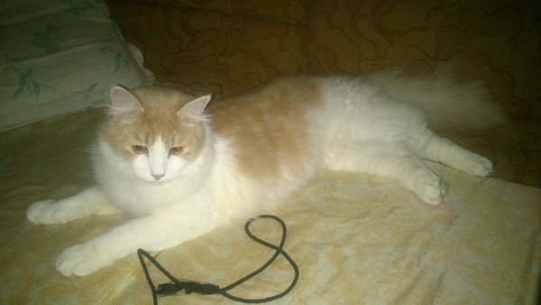 #Безкота_добро.Уже как год этому милому мурлыке Першику...Почти год назад я и мой муж забрали 3-4 ...