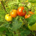 ����� �������� �� ������� ������ ��������