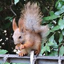  , , 60  -  16  2017    -, 2017