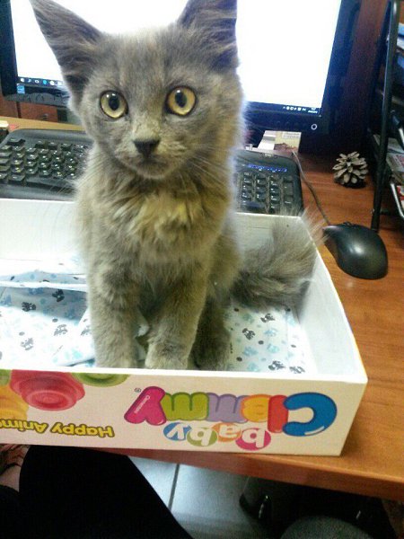 #Безкота_добро.Подобрали возле работы почти 2 года назад) кто то просто выбросил котёнка на улицу...
