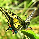 ���� �� �������, ���� - ��������� 15 ���� 2017 � ������ ���� ����������