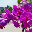  ,  -  15  2017       Ż