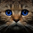 ���� �������, ����������� - ��������� 29 ������� 2017 � ������ ���� ����������