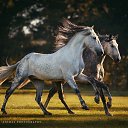 ���� ������, �����������, 75 ��� - ��������� 20 ���� 2017 � ������ ����Ȼ