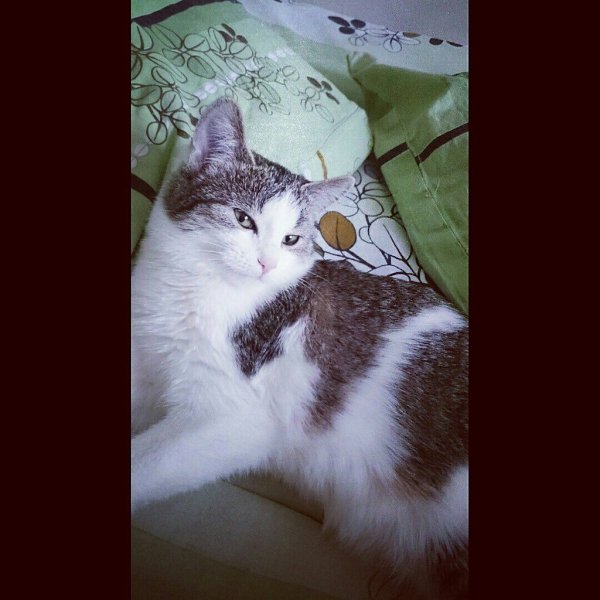 #Безкота_добро.Наша любимая кошка