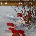 ���� �������, ��������, 41 ��� - ��������� 15 ������ 2017 � ������ ���� ����������