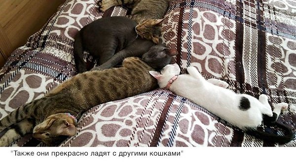 Никто не хотел забирать этих трёх слепых кошек, пока одна женщина не решила взять их к себе ... - 9