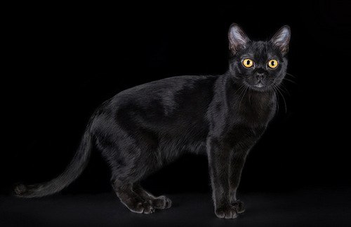 ПОРОДЫ КОШЕК, КОТОРЫЕ ПОДОЙДУТ ДЛЯ СЕМЬИ.Бомбейская кошкаНазванные в честь Бомбея в Индии (Земли ...