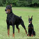 ���� Ded, ������, 59 ��� - ��������� 23 ������� 2017 � ������ ���� ����������