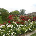  , -, 42  -  8  2017   , 2017 ()