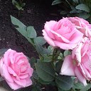 ���� Raisa, ��������� - ��������� 12 ������ 2017 � ������ �������